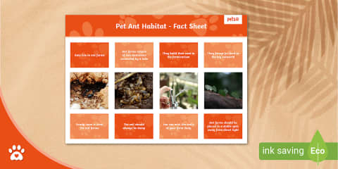 Ants Fact File
