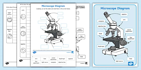 Parts of a Microscope Cut and Paste Worksheet