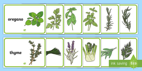 Wildflower Botanical Themed Herb Garden Display Poster