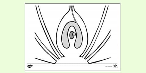Polloan pollen