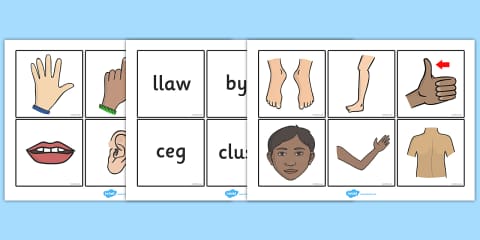Welsh Language Parts Of The Body Word and Picture Matching Cards