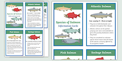 Salmon Fact File KS1 Salmon Fact File