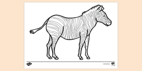 Zebra Diagram Activity Pack