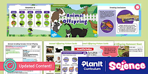KS1 Spring Animals and Their Young Activity Sheet