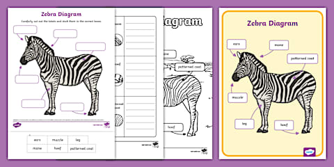 EYFS Zebra Patterns Pencil Control Activity