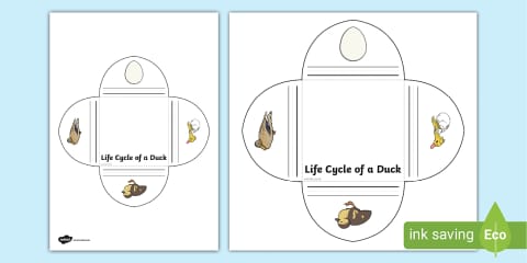 Duckling Folding Life Stages Template