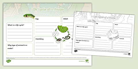 Prekindergarten Life Cycle of a Snake Cut and Paste Worksheet