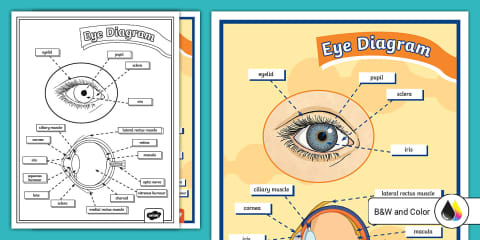 Parts of the Eye PowerPoint