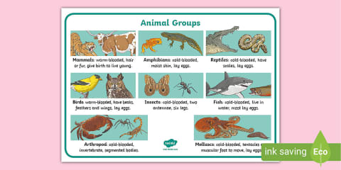 Animal Groups Paper Quiz