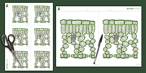 Parts of a Leaf Cut and Paste Worksheet