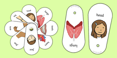 All About Me Body Parts Scavenger Hunt