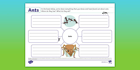 Grade 3 Life Skills Term 2 Ants Fact File Template (CAPS Aligned)