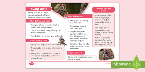 KS1 Barn Owl Fact File