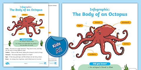 Octopus Mid Map Parts of an Octopus Mind Map
