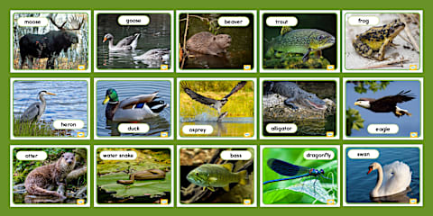 River Animal Photos