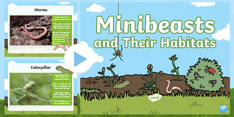 Minibeasts and their Habitats Worksheet