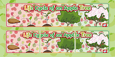 Apple Tree Life Cycle Growth Display Posters