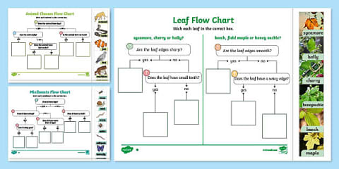 Animal Flow Chart Worksheet