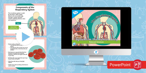 The Human Circulatory System PowerPoint