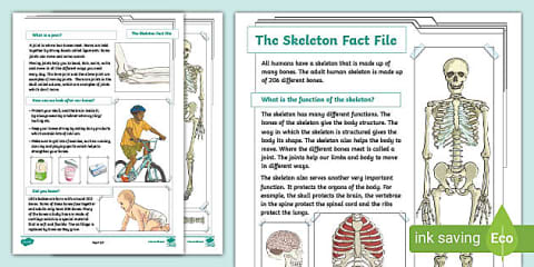 LKS2 The Human Skeleton Reading Comprehension Activity