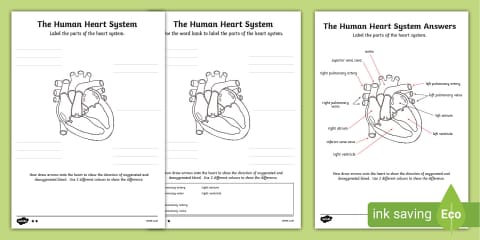 Heart Labelling Exercise Label the Human Heart Worksheet