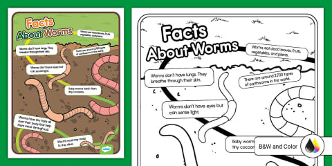 Earthworm Life Cycle Cut and Paste Worksheet for PreK-K