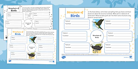 Birds Fact File Template