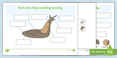 Slug Worksheet Parts of a Slug Worksheet