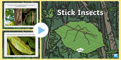 Stick Insect Adjectives Worksheet