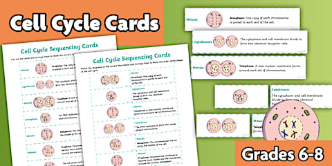 Cell Cycle and Stages of Mitosis Matching Worksheet for 6th-8th Grade