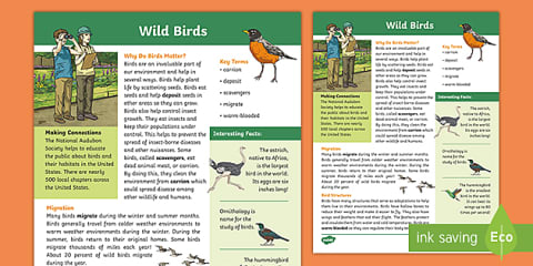 Wild Animals Fact File Template