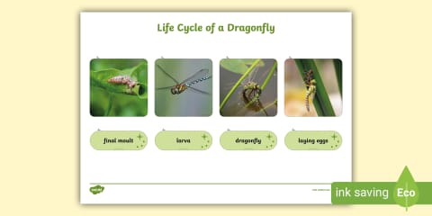 Dragonfly Folding Life Stages Template