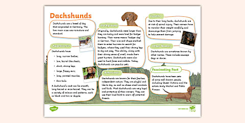 Draw the Dachshund Art Activity