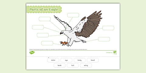 Types of Eagle Word Mat