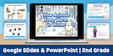 Animals in Winter Guided Reading Teaching Pack