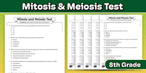 Cell Cycle and Mitosis One-Pager Project for 6th-8th Grade