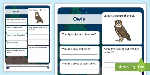 Owls Fact File Template