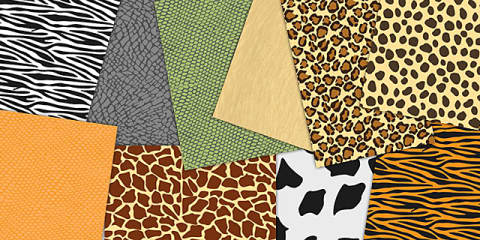 Animal Skin Coverings Interactive Matching Activity