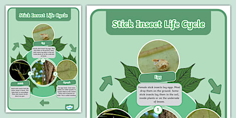 EYFS Stick Insect Fact Cards