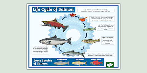 Salmon Fact File KS1 Salmon Fact File