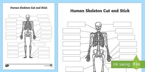 Human Skeleton With Scientific Names Cut and Paste Labeling Worksheet ...