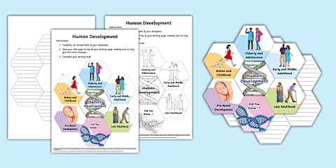Human Folding Life Stages Template
