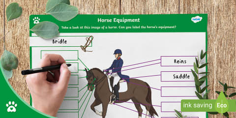Parts of the Body of a Horse - Display Poster