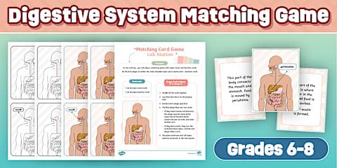 Label the Digestive System Worksheet for 3rd-5th Grade