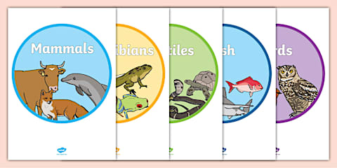Animal Groups Display Posters