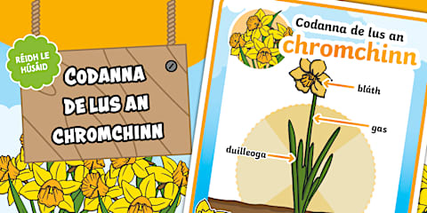 Daffodil Folding Life Stages Template