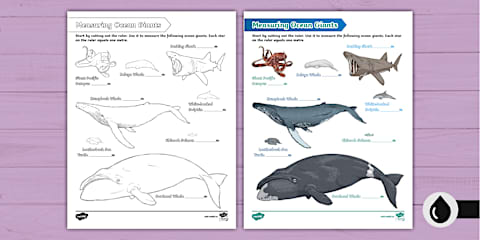 Whales Size Comparison Display Poster