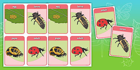 Grade 3 Life Skills Term 2 Life Cycle of an Insect (Butterfly) Fact ...