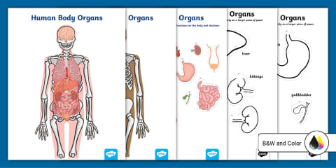 Human Digestive System Labeling Worksheet for 3rd-5th Grade