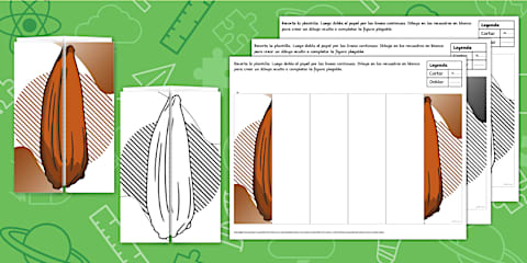 Ficha Informativa: Flora Chilena - Piñon